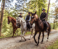 Three riders on horses on a fall trail