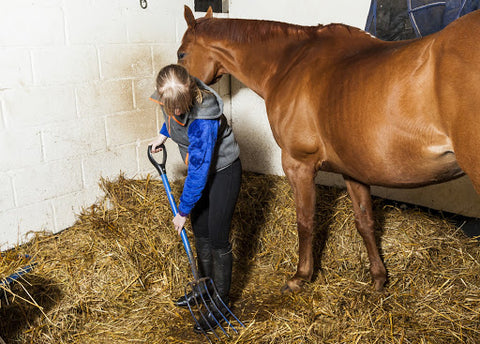 Take the time to clean your horses’ buckets, and their stalls. 