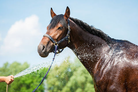 dark bay horse being hosed off