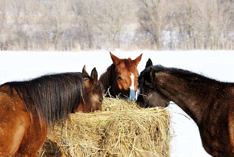 Horses eating hay 