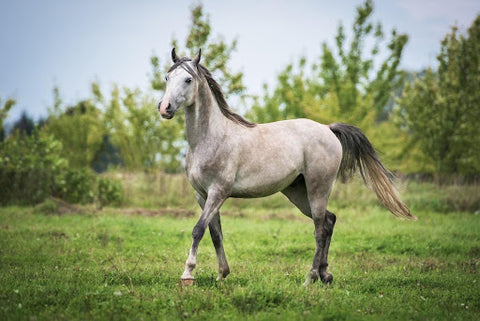 Grey horse in field 