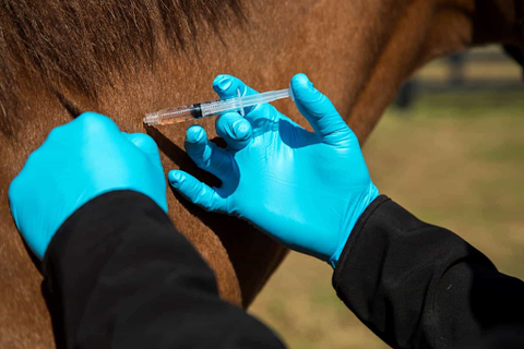 Horse Vaccination