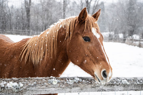 Horse by fence in the snow