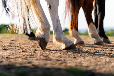 horse hooves