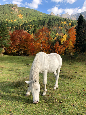 white horse in a pasture with red and yellow trees in the background