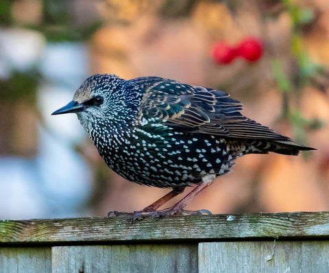 a starling perched on a fence