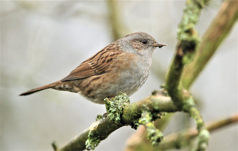 dunnock on a tree branch