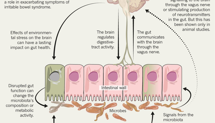 What does the vagus nerve have to do with my health?