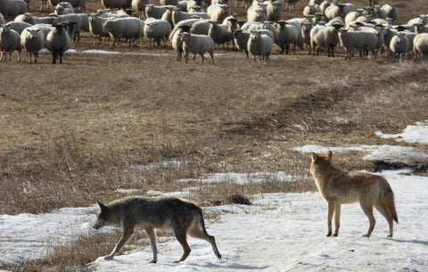 Two coyotes passing by Topsy Farms' sheep flock