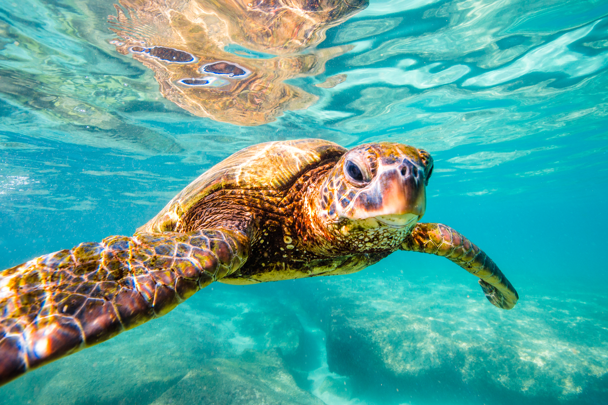 Adopt a Sea Turtle – Oceana Marine Wildlife Adoption and Gift Center