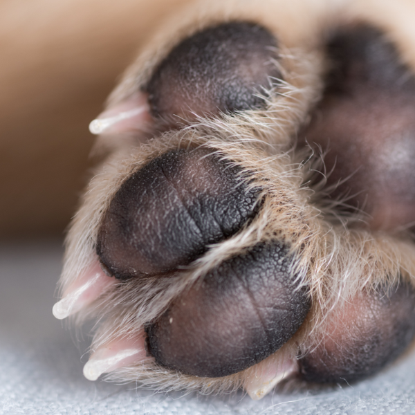 how to treat dog foot pad injury