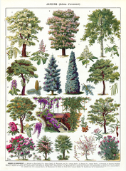 Millot-ornamental-trees-botanical-poster