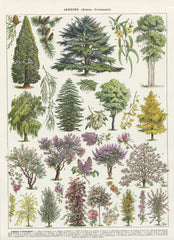 Millot-garden-trees-thuya-botanical-poster