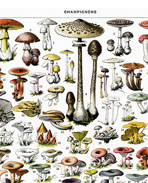 millot-mushroom-chart-print
