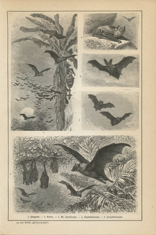 Bats engraving