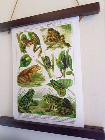 antique frog poster in magnetic poster hanger