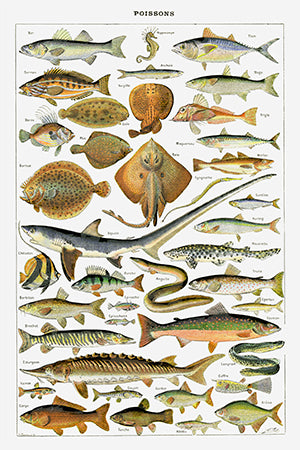 Millot-fish-poster
