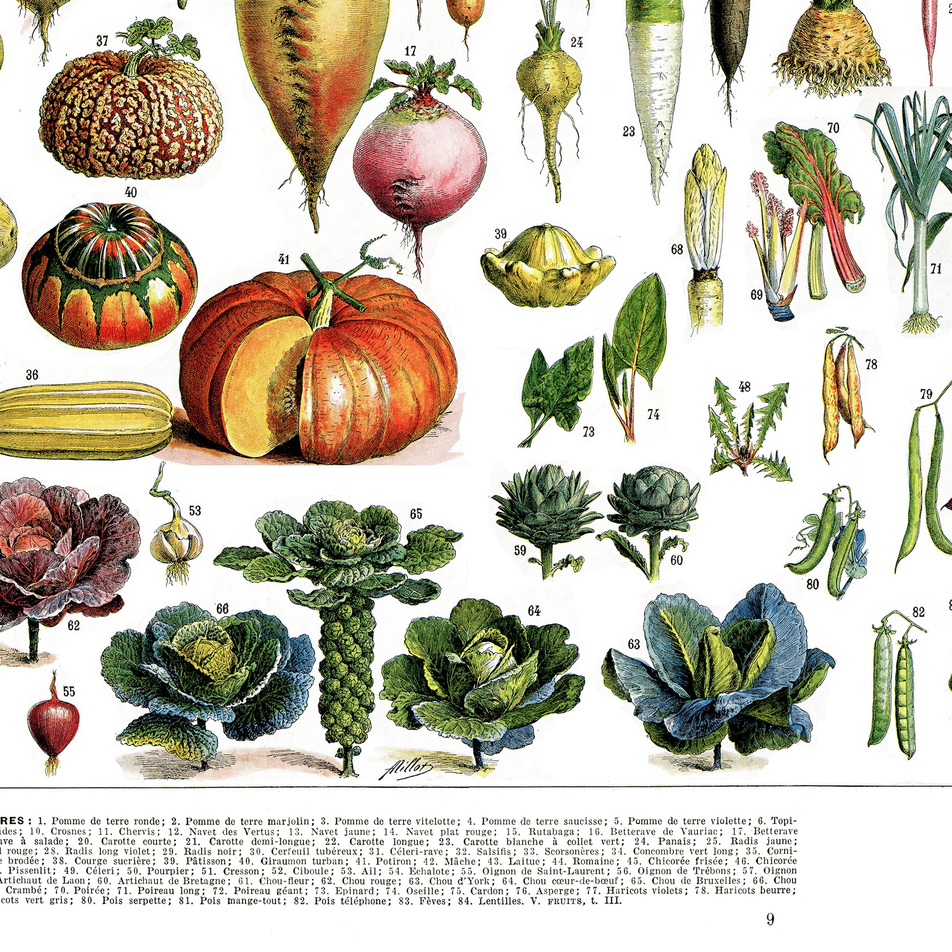 Large Horizontal Vegetables chart for kitchen decor