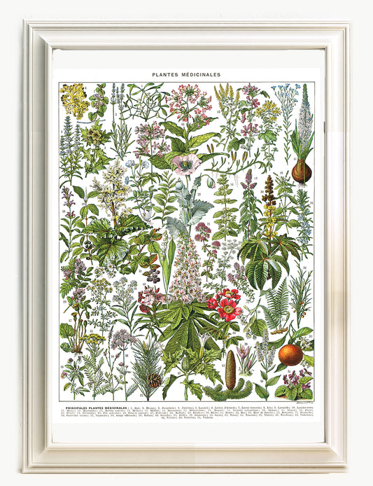 Ornamental garden tree wall art poster - Cedar by Adolphe Millot