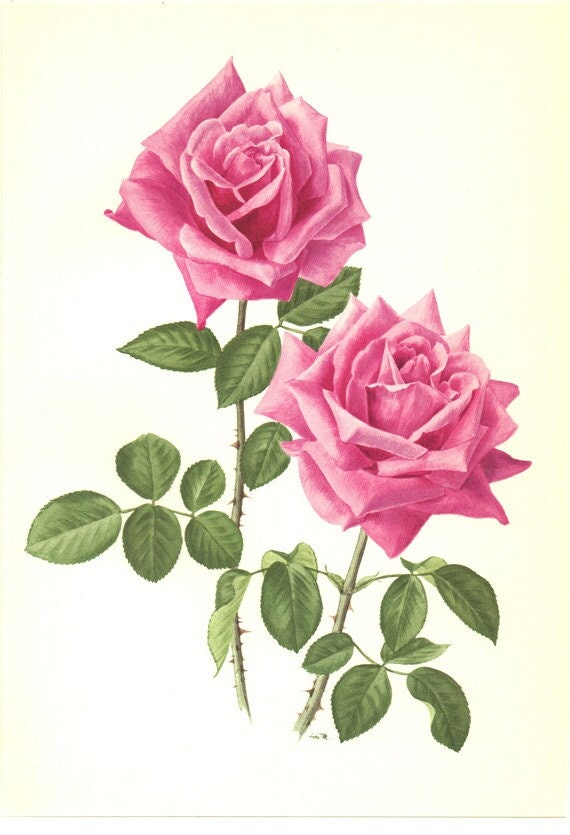 1962 Eminence Rose Botanical Print