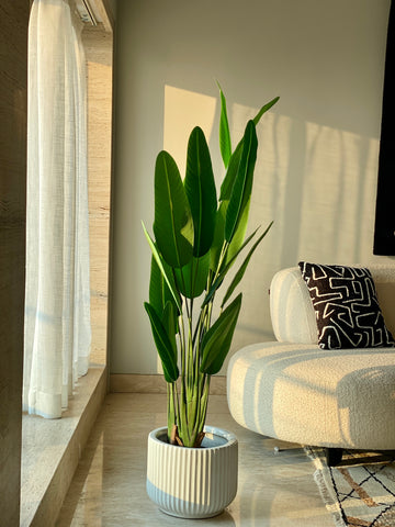 This is a product image of Slim Travellers Palm Tree - 5 Feet on www.masonhome.in