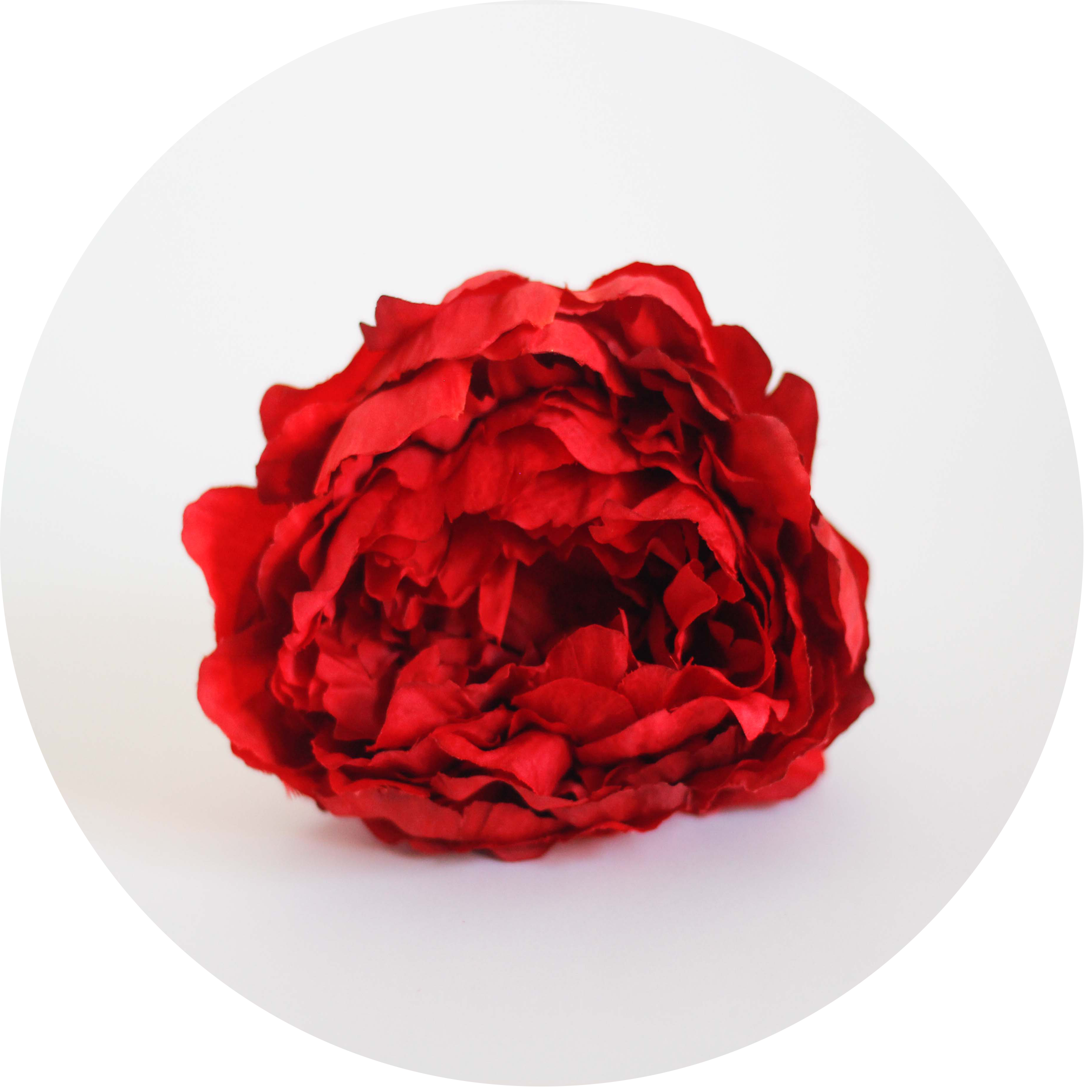 Peonia Roja – PRUNE THE FLOWERS