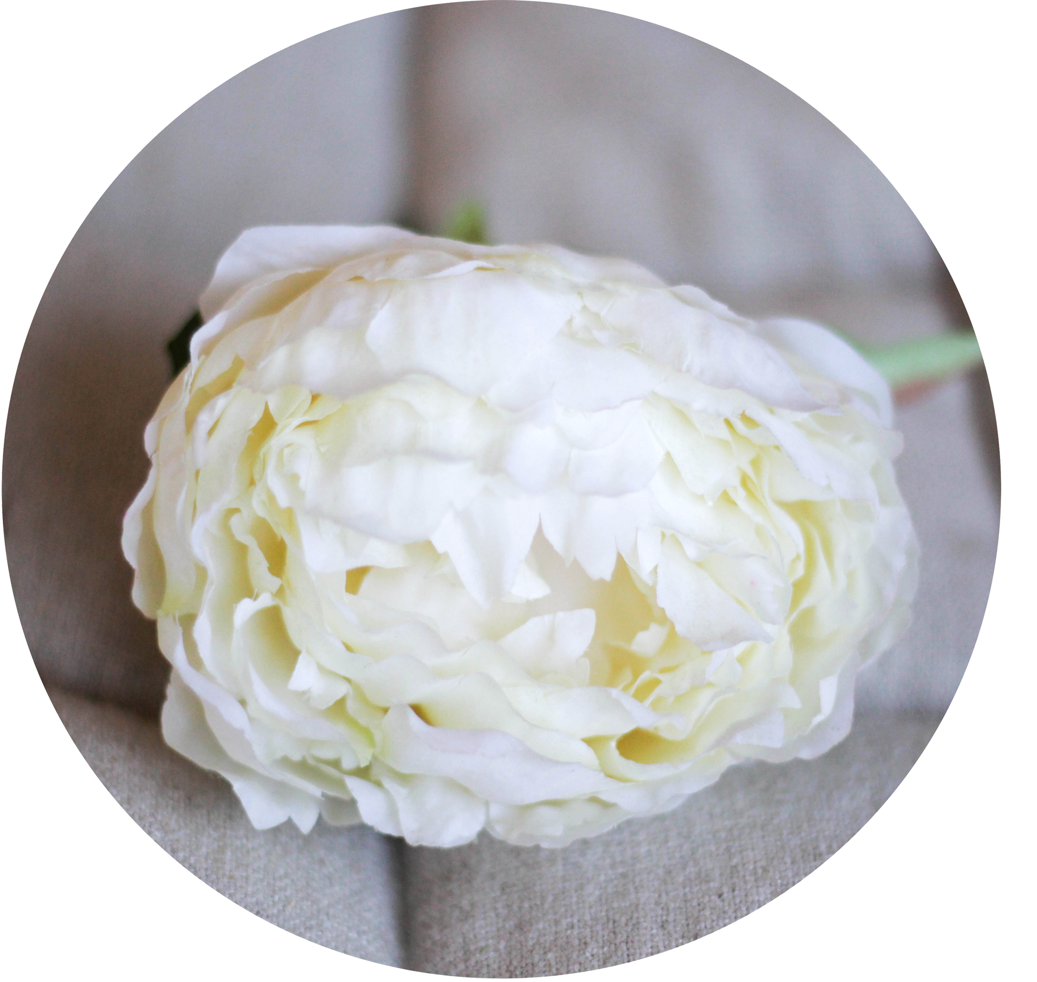 Peonia blanca – PRUNE THE FLOWERS