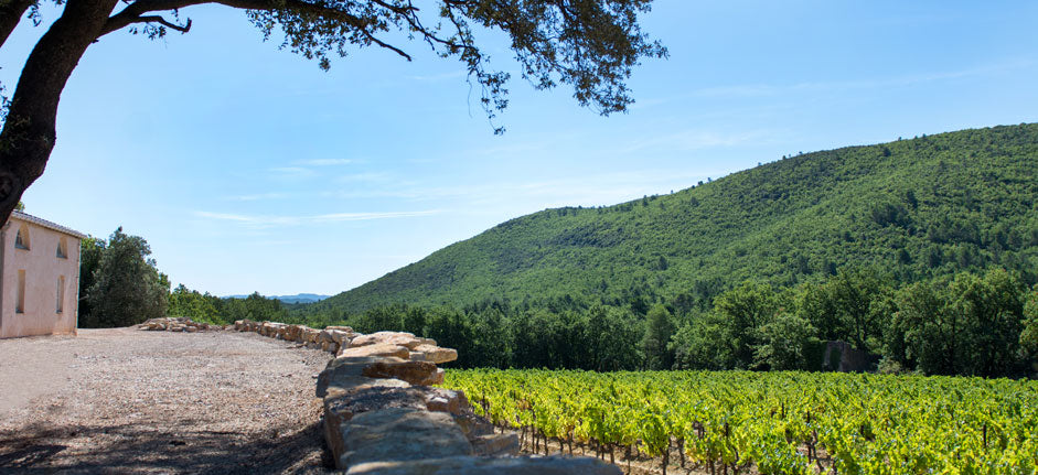 St-Baillon-vines