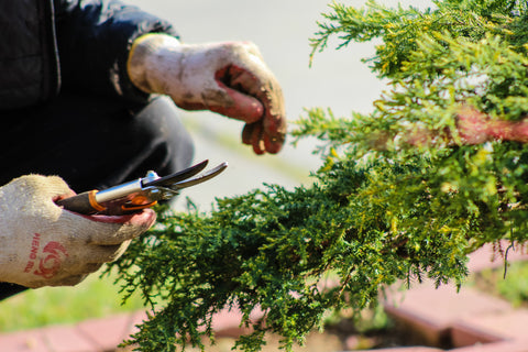 Someone holding a pair of secateurs