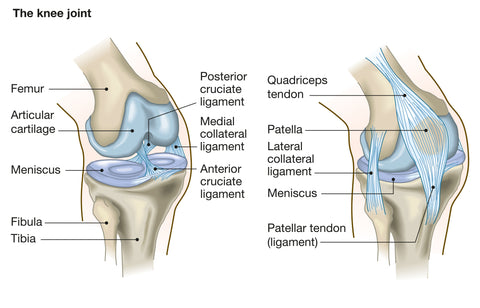 A diagram of the knee