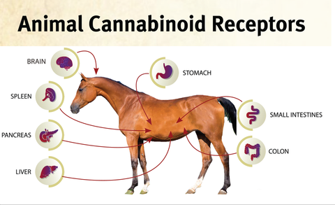 Cannabinoid receptors in the horse