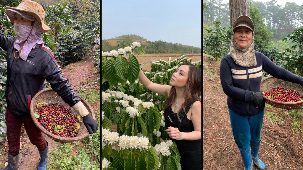 Coffee farming in Da Lat, Vietnam