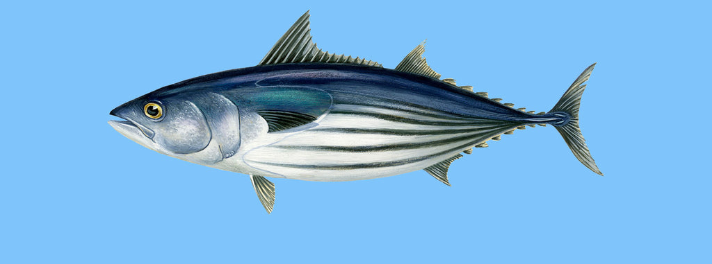 Skipjack tuna (Katsuwonus pelamis)