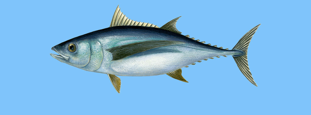 thon germon (Thunnus alalunga) ou "Bonito del Norte" ou "Thon blanc".