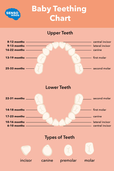 Teething Chart for Teething Babies - 6 Months to 22 Months