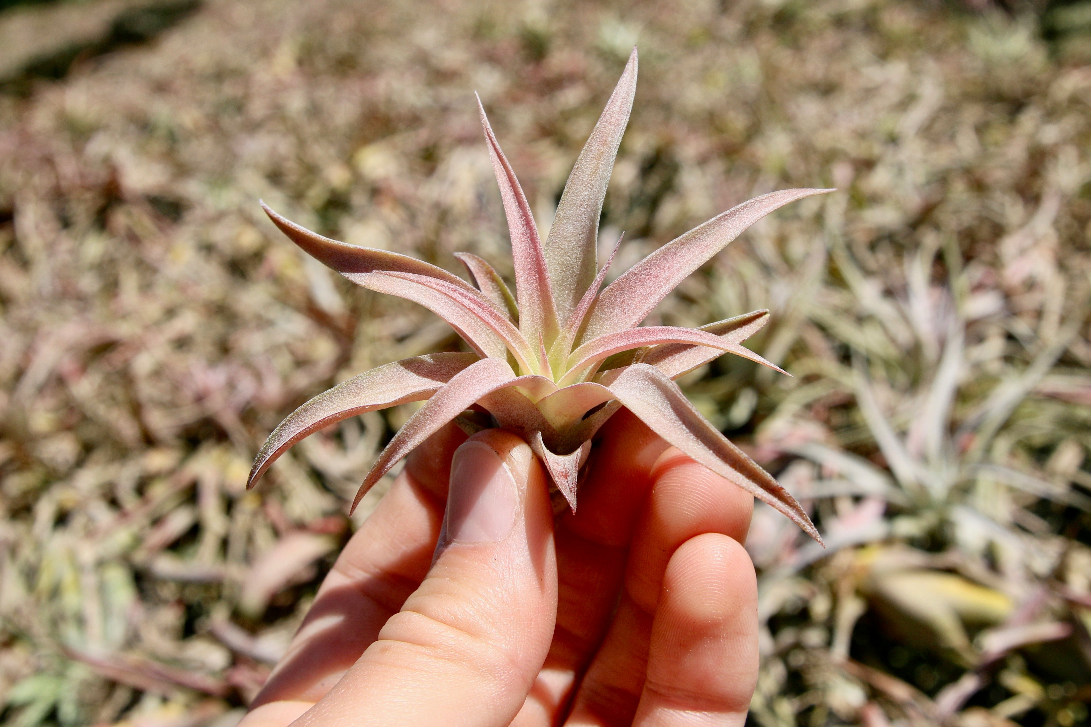 Top 10 Small Tillandsia Air Plants Ionantha Shop Air Plants Air Plant Supply Co