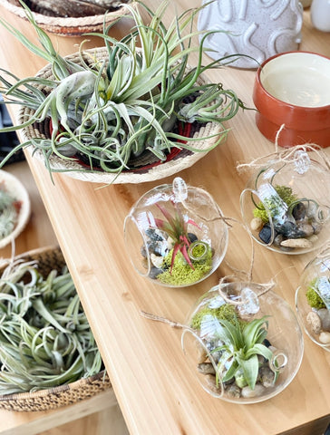 air plant tillandsia wholesale bulk merchandising display