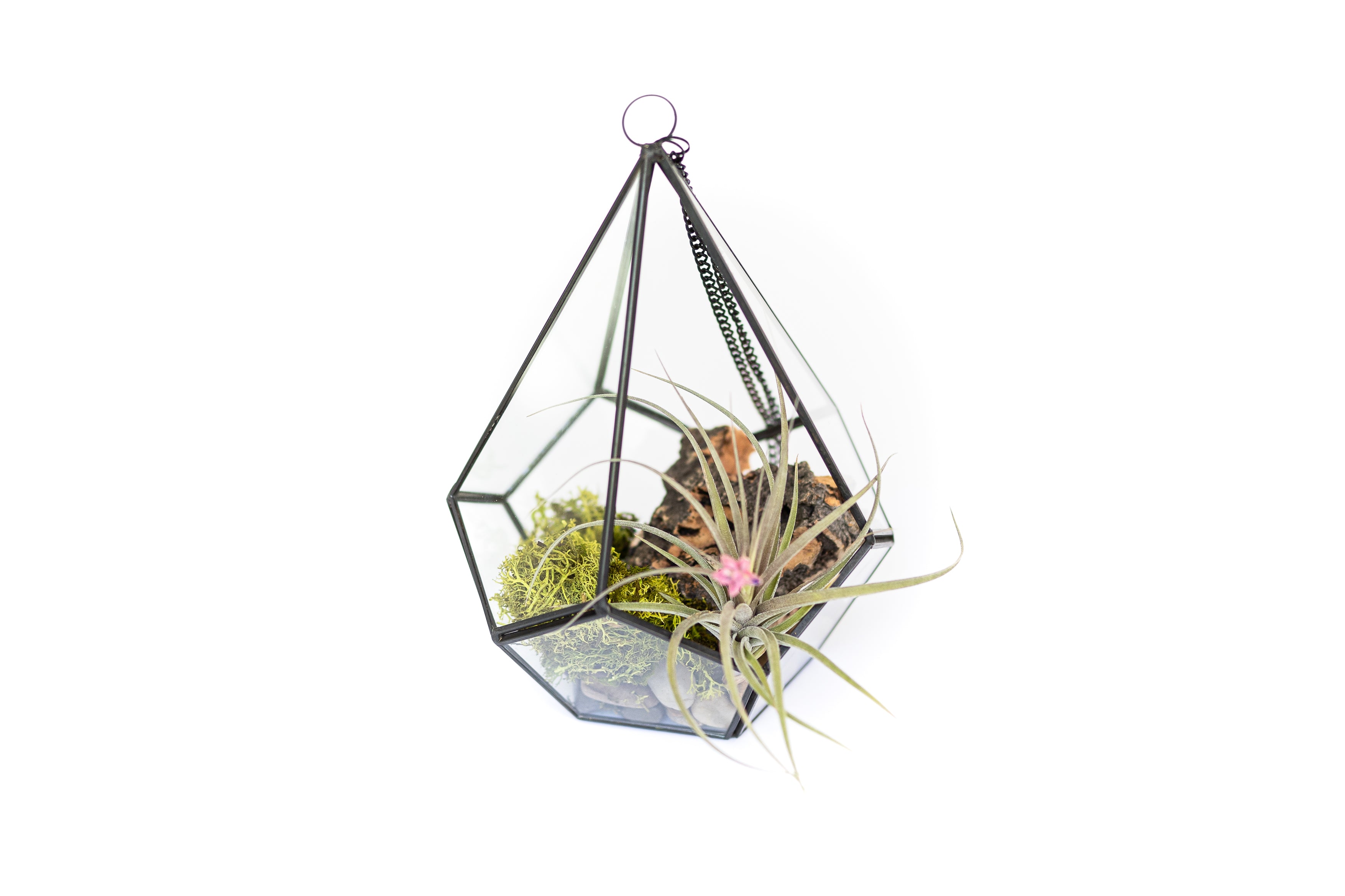 diy glass terrarium air plant tillandsia