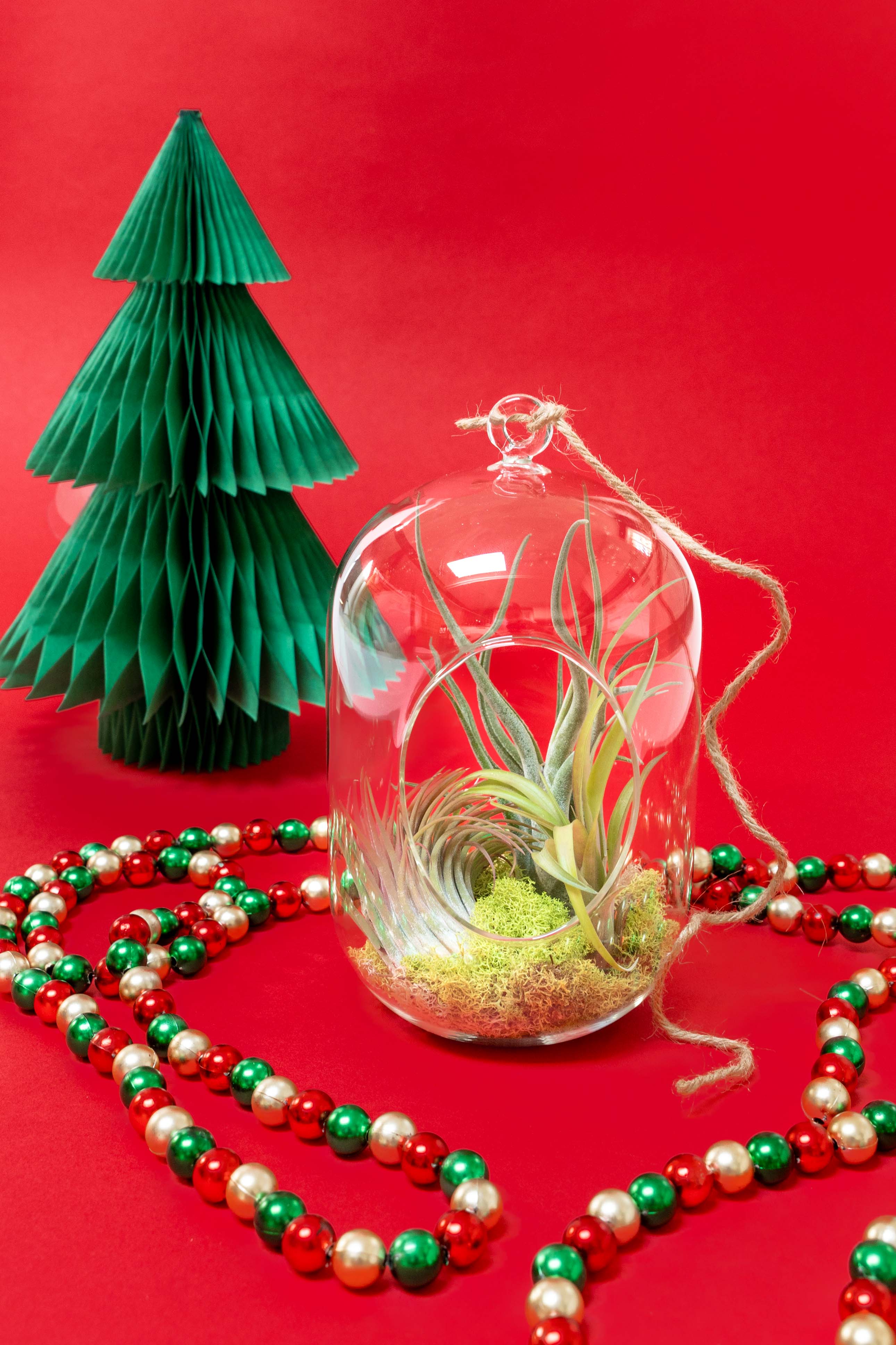 air plant tillandsia gift holiday