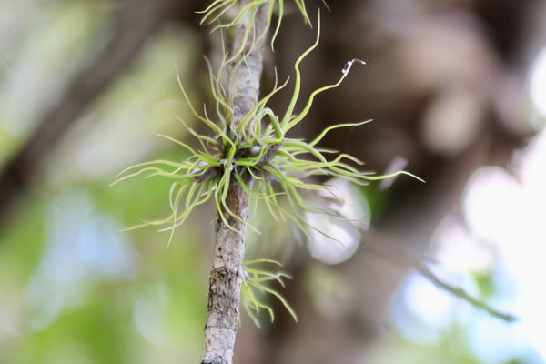 Bulbosa Seedlings attaching themselves to a branch