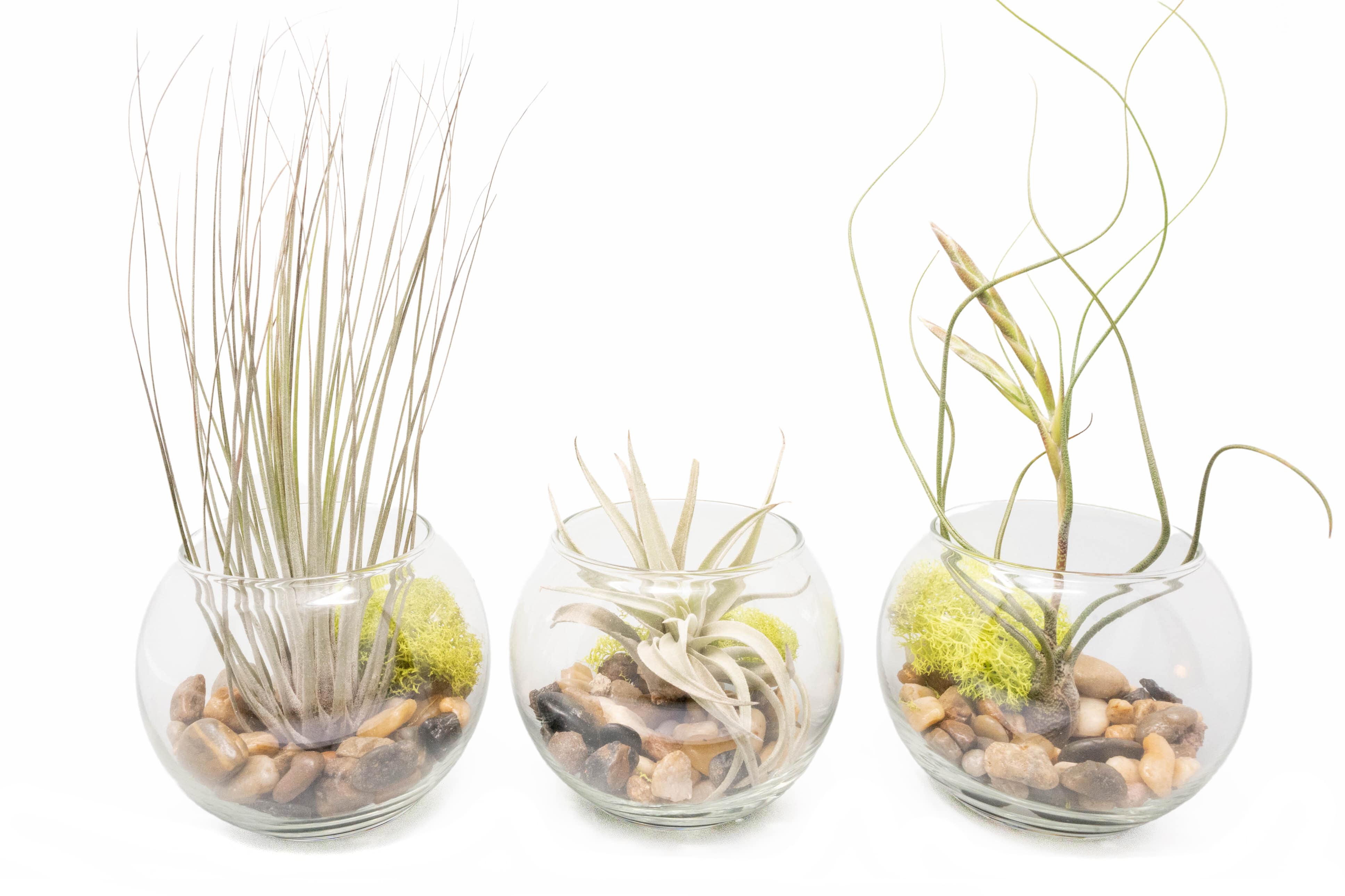 Fresh Hanging Airplant Terrarium Garden Kit