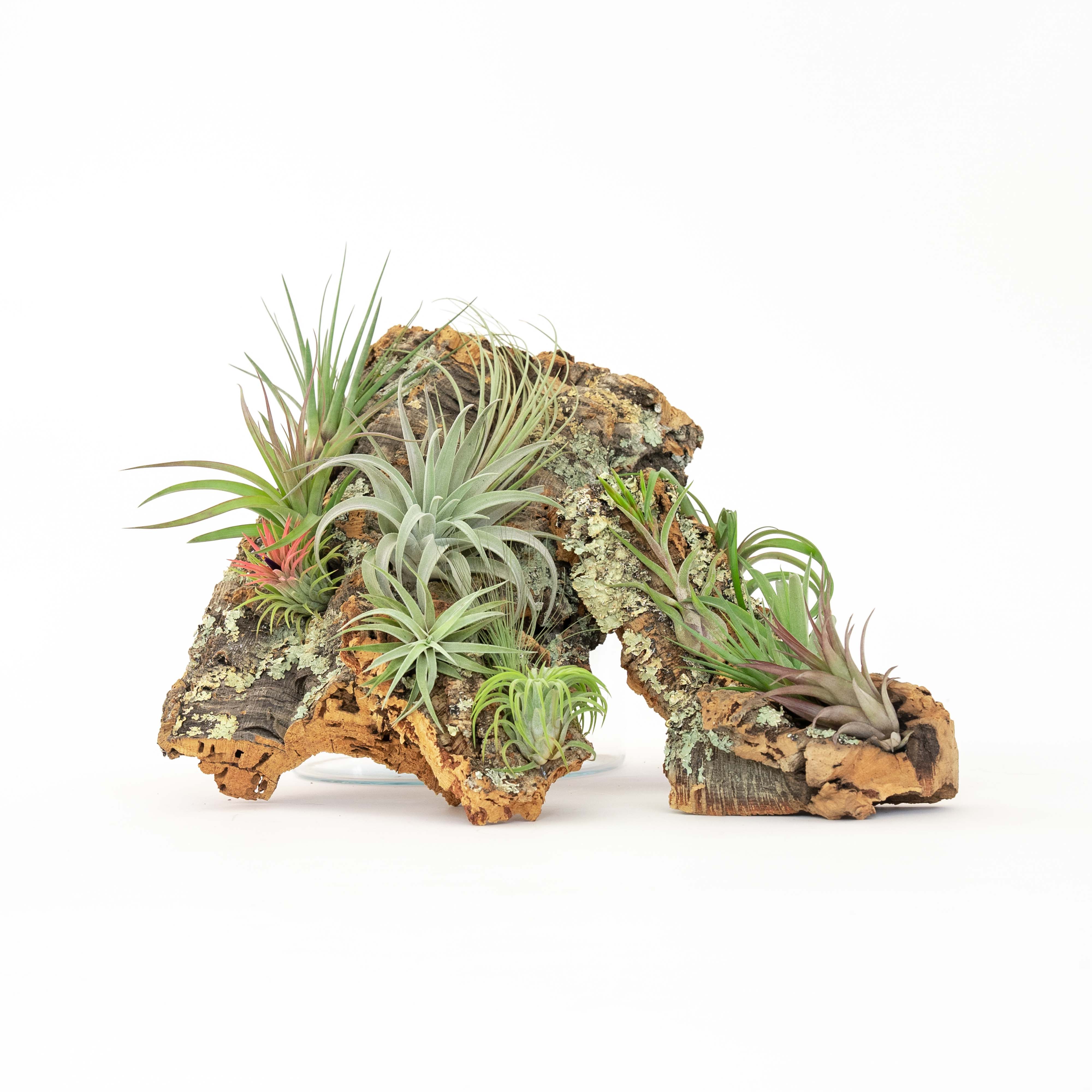 cork bark air plant display