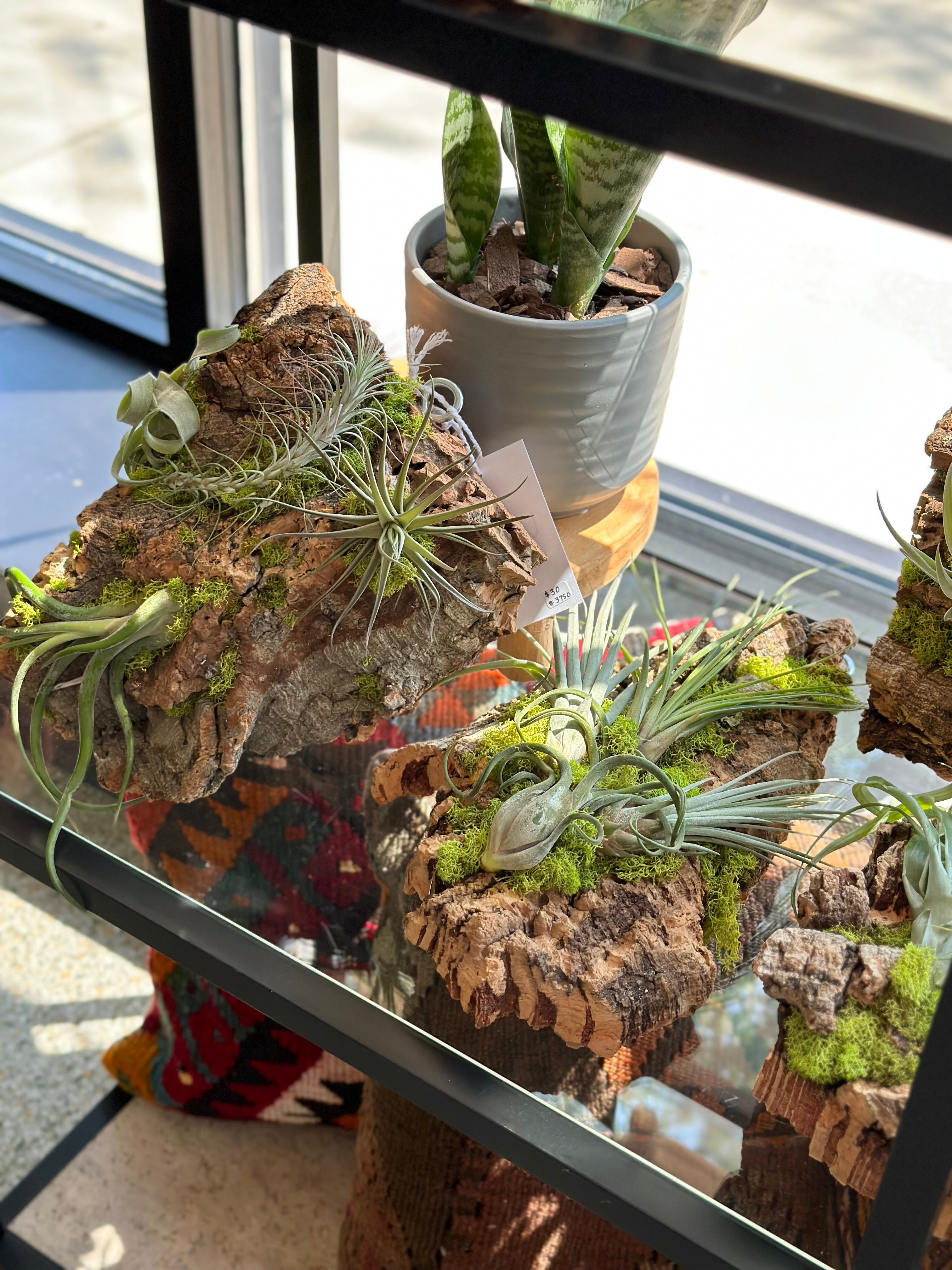 air plant tillandsia wholesale bulk merchandising display