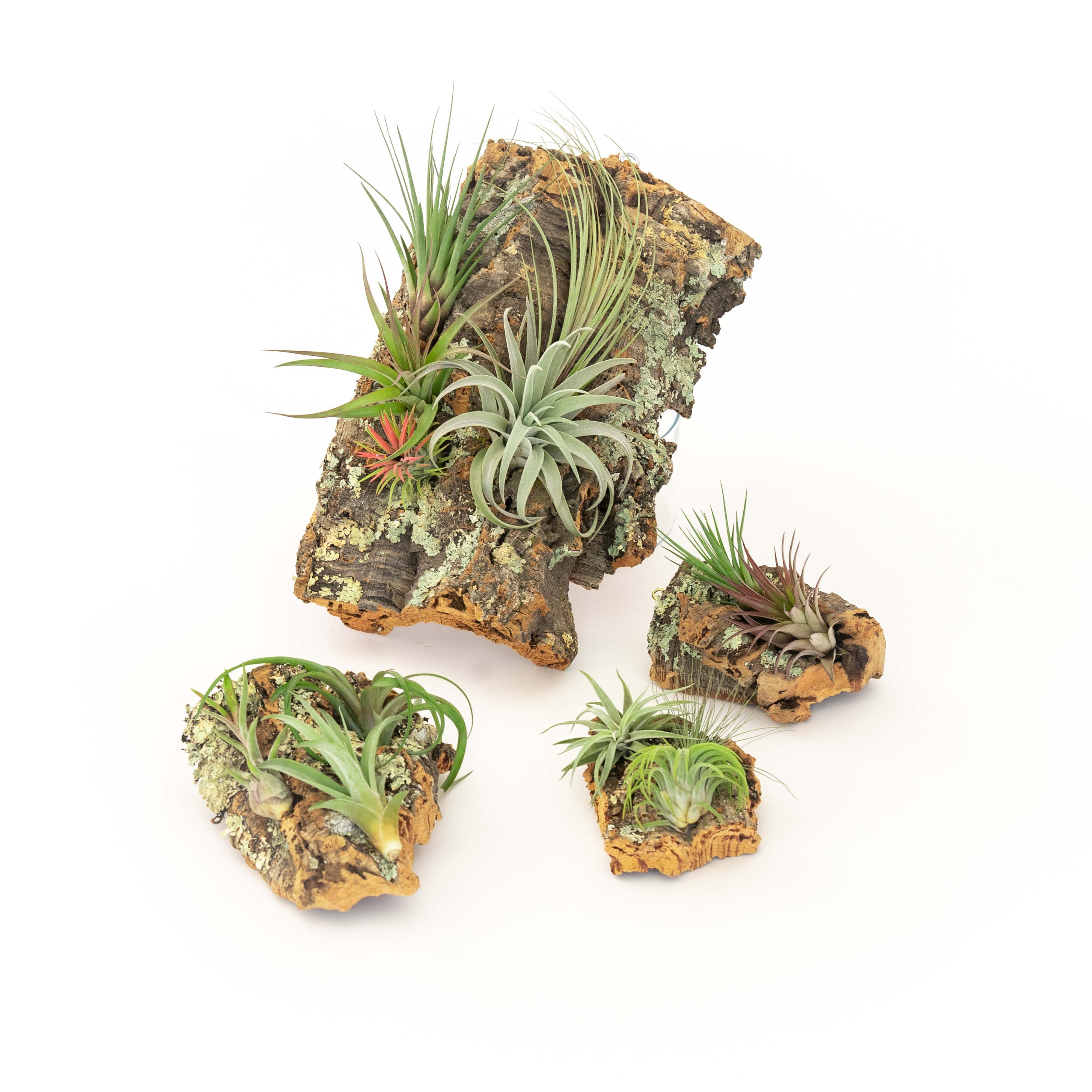 air plant tillandsia cork bark wood display