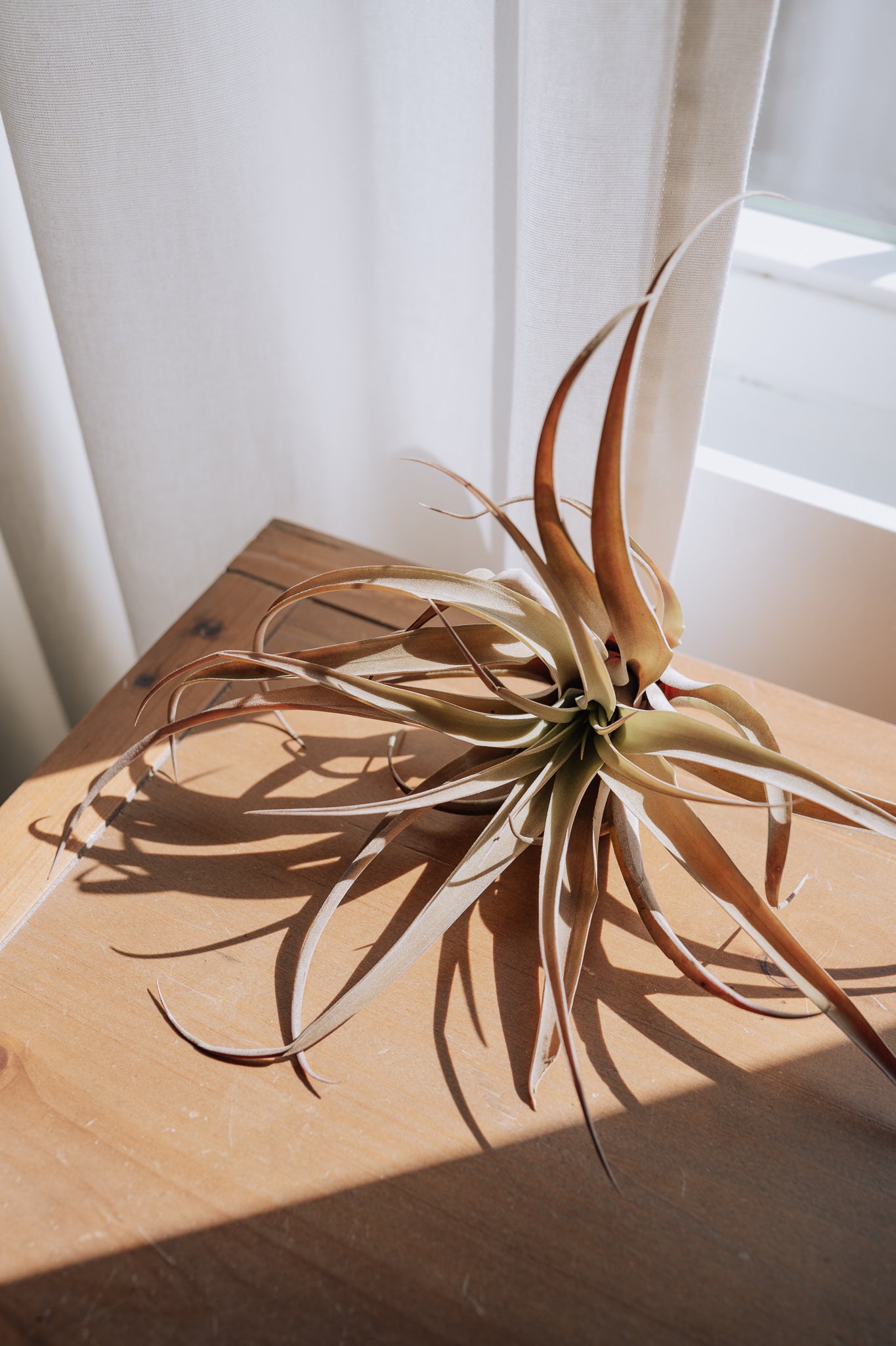 air plant tillandsia winter