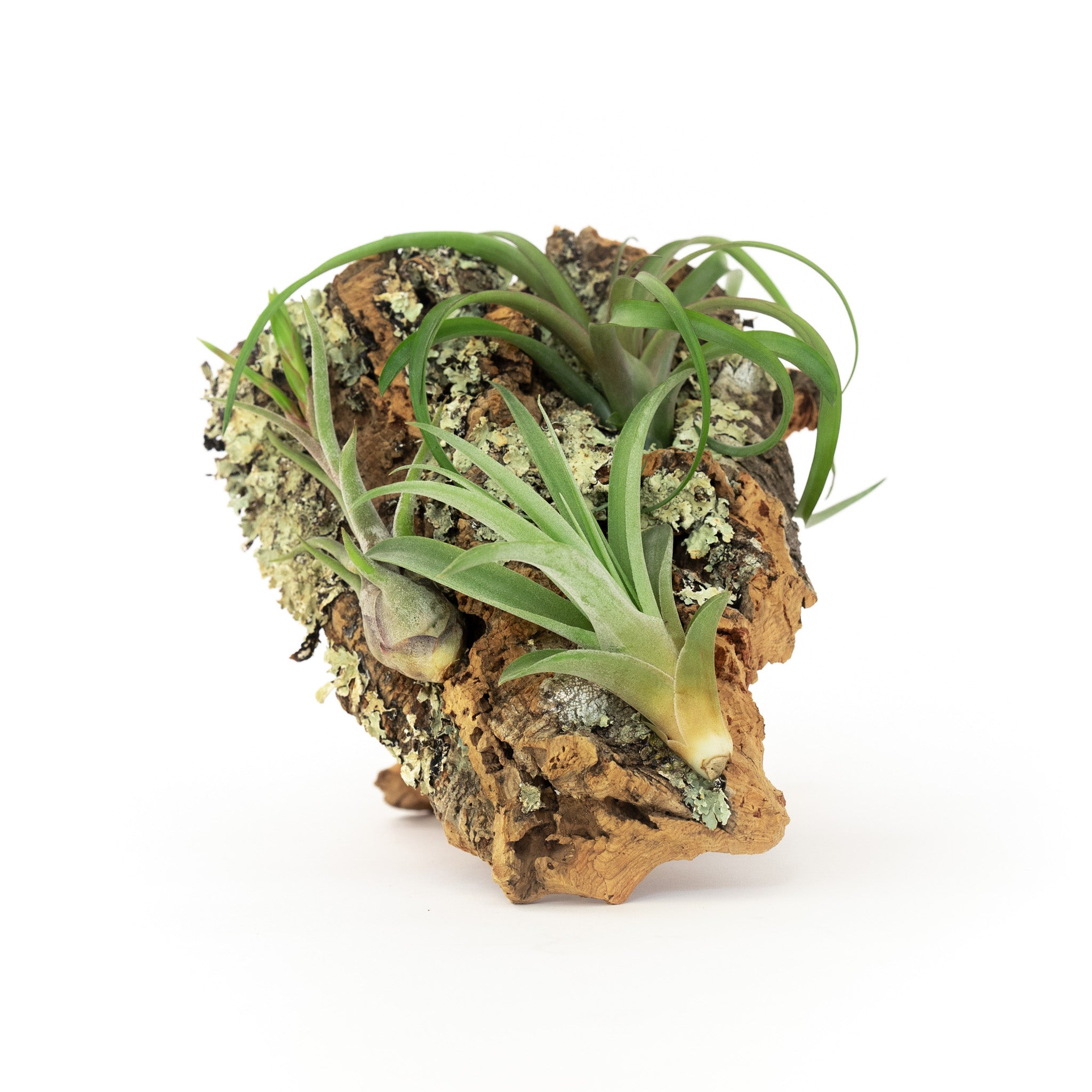 cork bark air plant