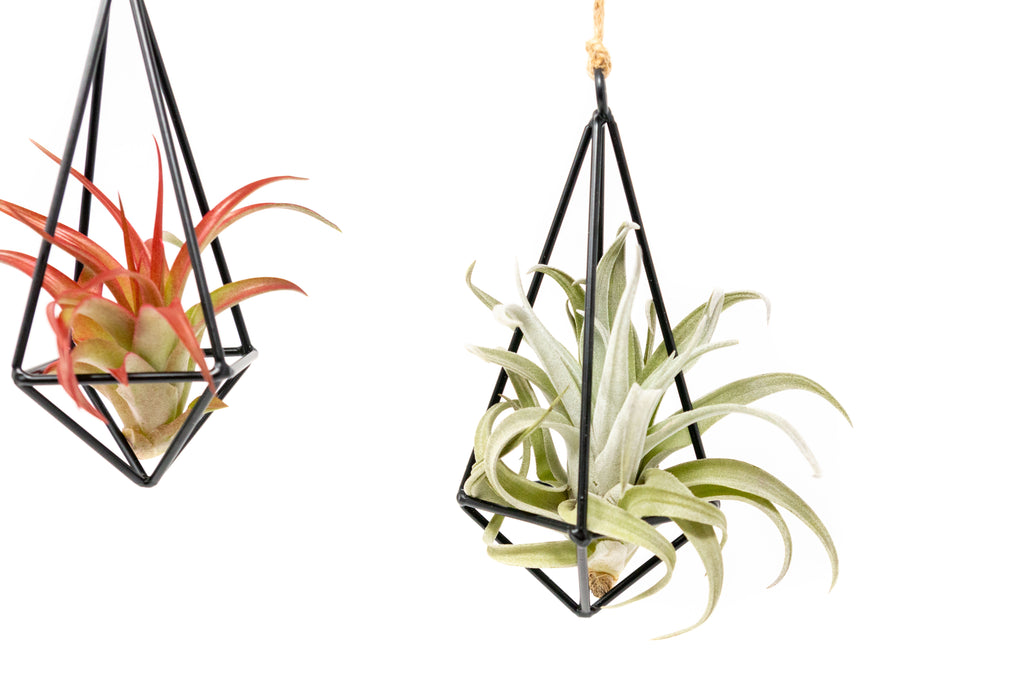air plant tillandsia display metail container