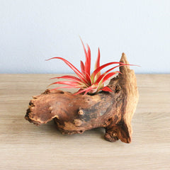 Air Plant Gift Mother's Day Tillandsia