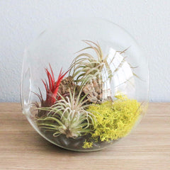 Mother's Day gifting giving air plant supply co