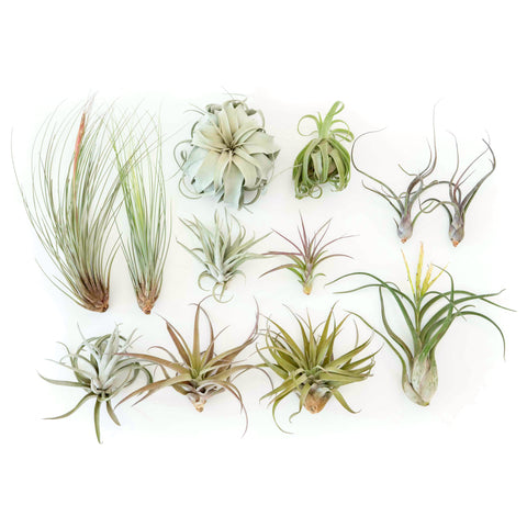 Air Plant gifts gifting mothers day supply co